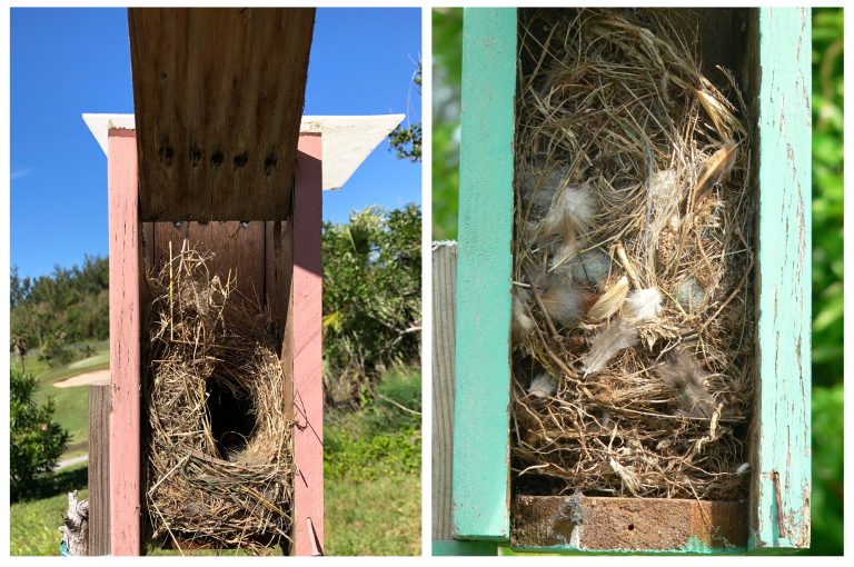 Sparrow Control Bermuda Bluebird Society
